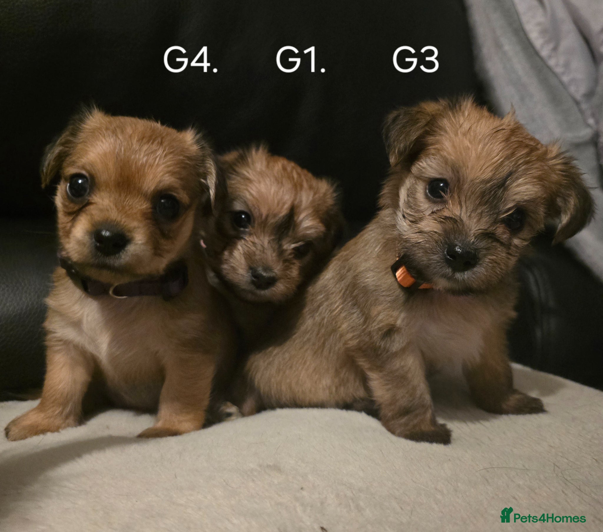 Yorkshire Terrier dogs Yorkshire Terrier Puppies - Advert 5