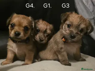 Yorkshire Terrier dogs Yorkshire Terrier Puppies - Advert 5