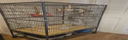 Cockatiels birds for sale: 2 bonded male cockatiels  in Peterborough - Advert 5