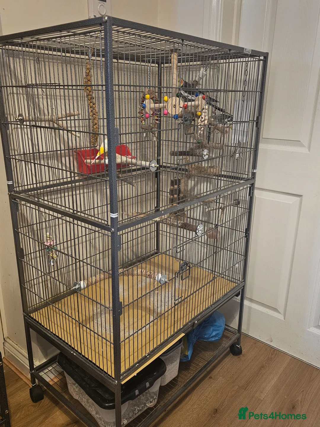 Cockatiels birds for sale: 2 bonded male cockatiels  in Peterborough - Advert 5