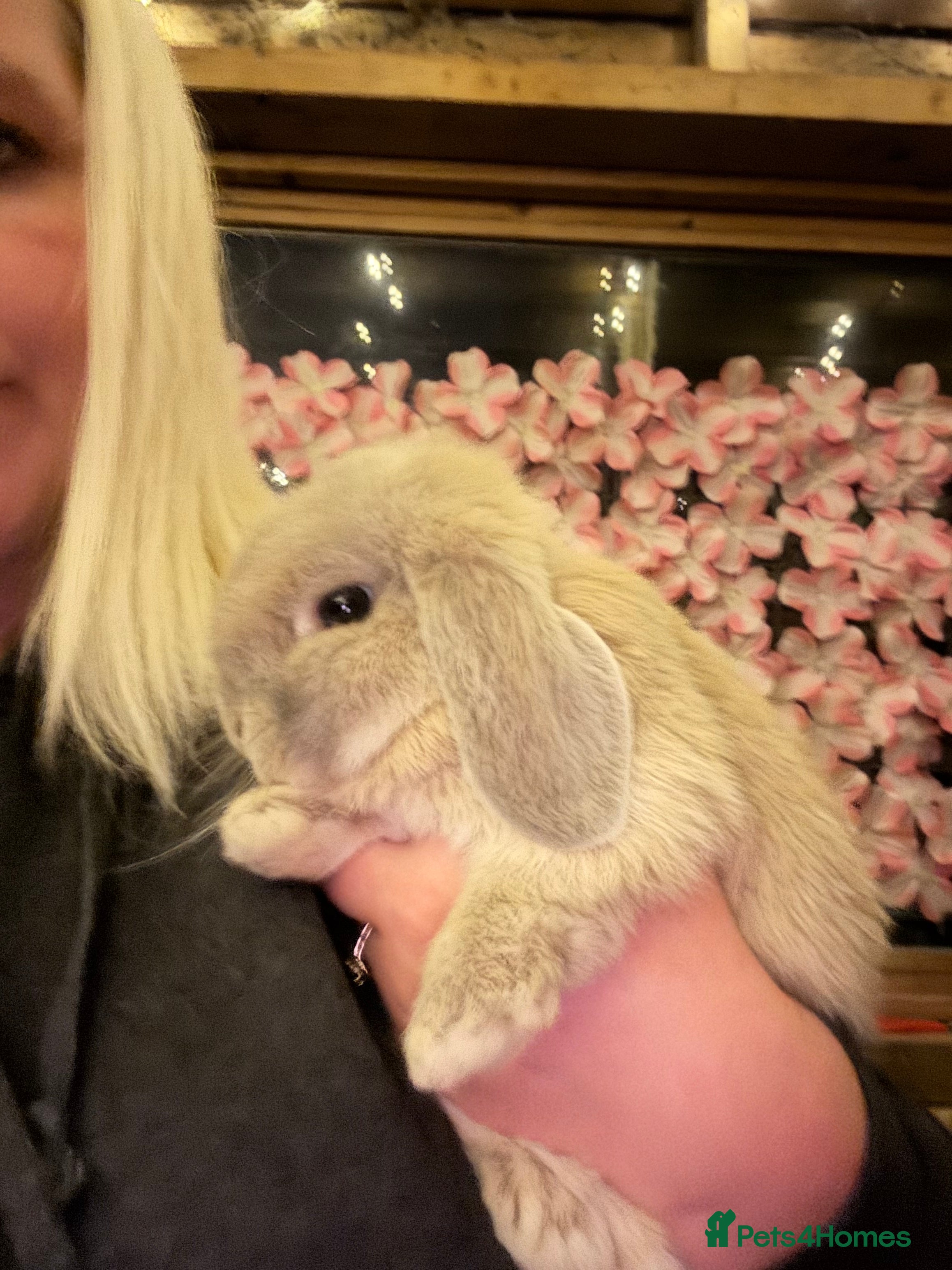 Mini Lop rabbits Pedigree Mini Lops ready !! 1 lilac tort doe left - Advert 16