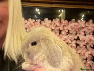 Mini Lop rabbits Pedigree Mini Lops ready !! 1 lilac tort doe left - Advert 16