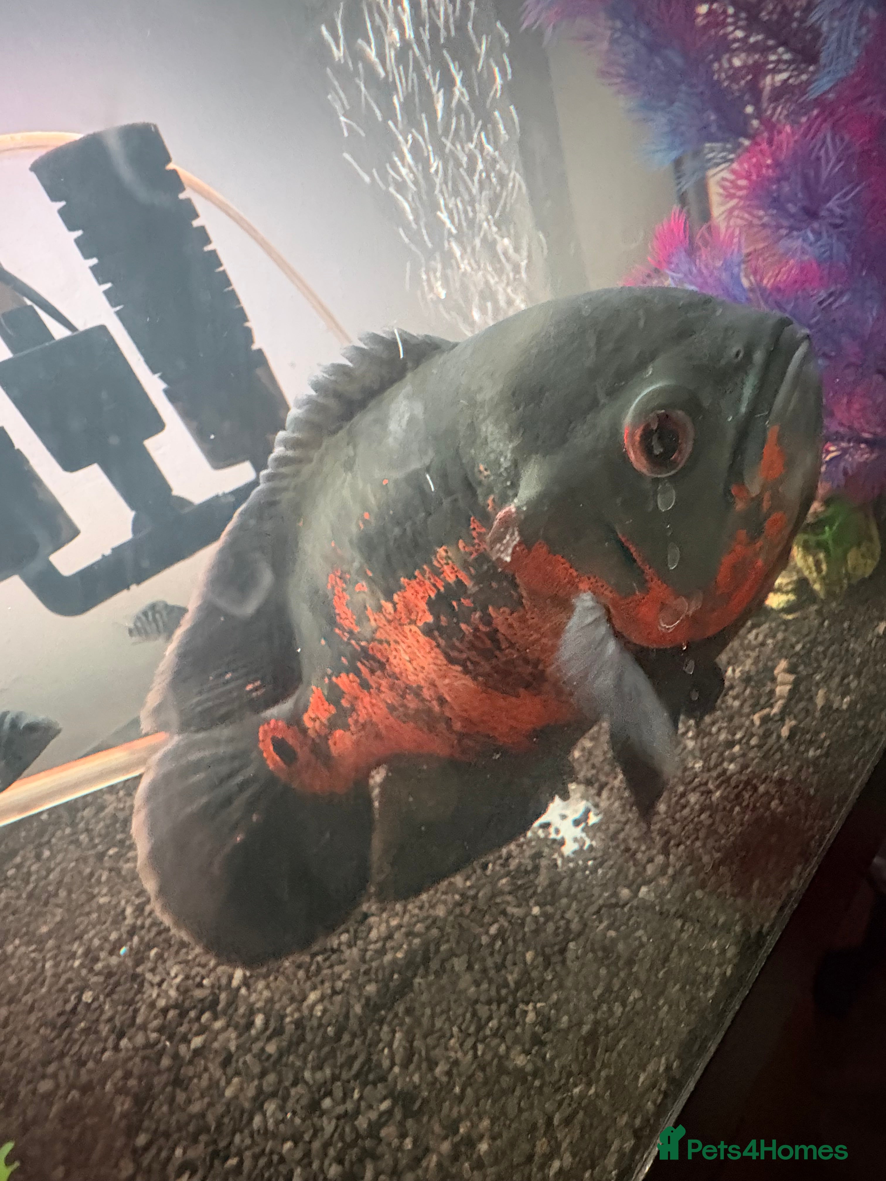 Cichlids fish Confirmed female Oscar  - Advert 8