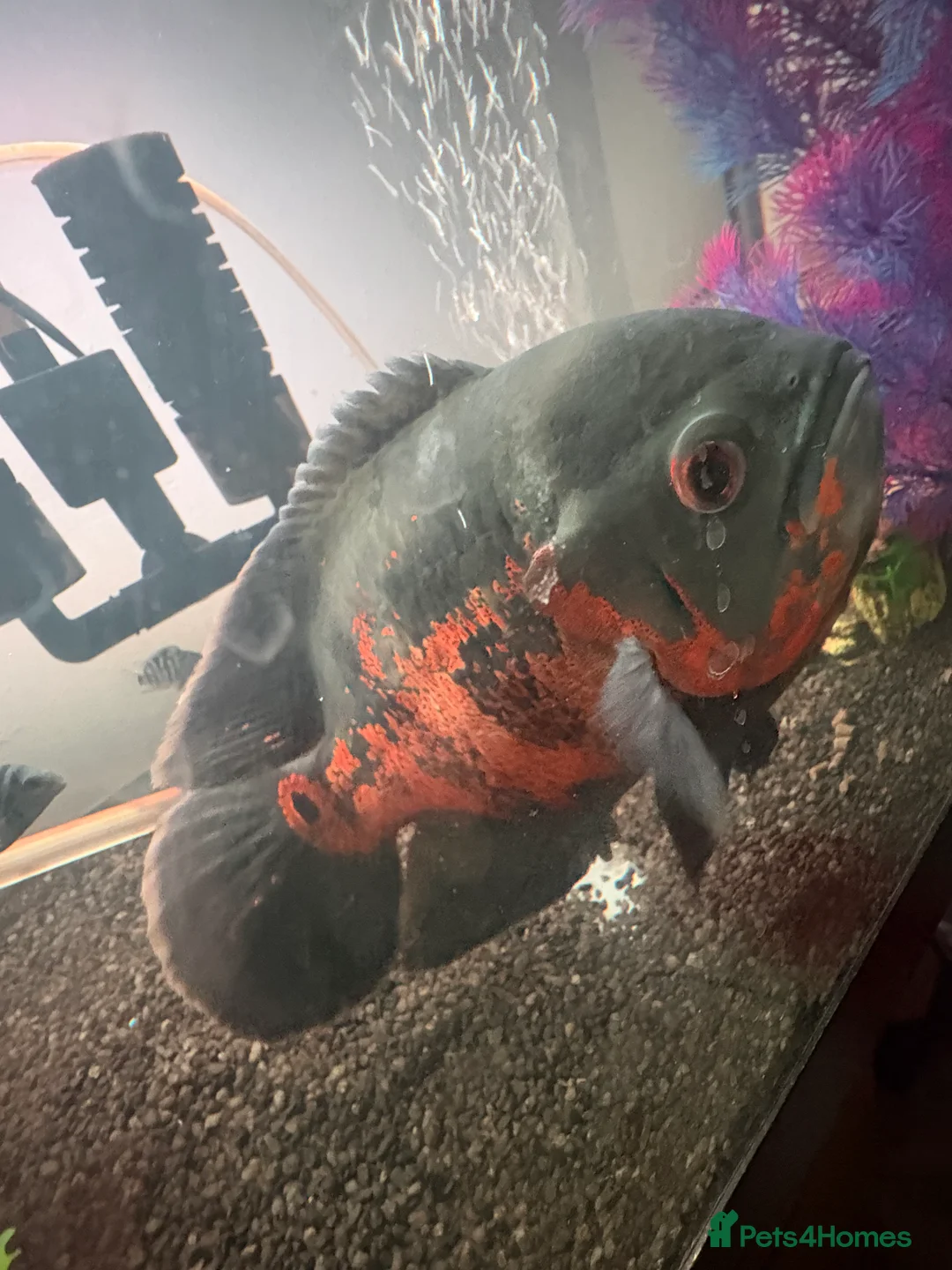 Cichlids fish for sale: Confirmed female Oscar  - Advert 1