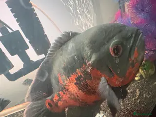 Cichlids fish Confirmed female Oscar - Advert 8