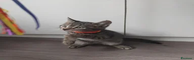 Domestic Shorthair 1