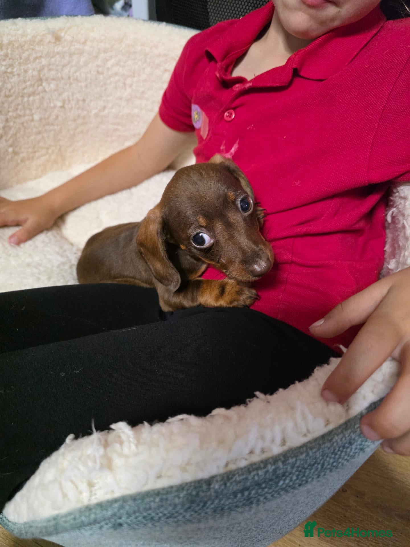 Dachshund dogs Dachshund puppies - Advert 18
