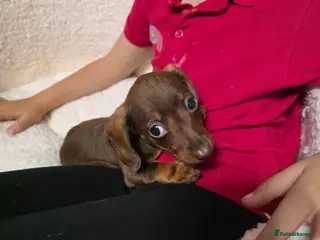 Dachshund dogs Dachshund puppies - Advert 18