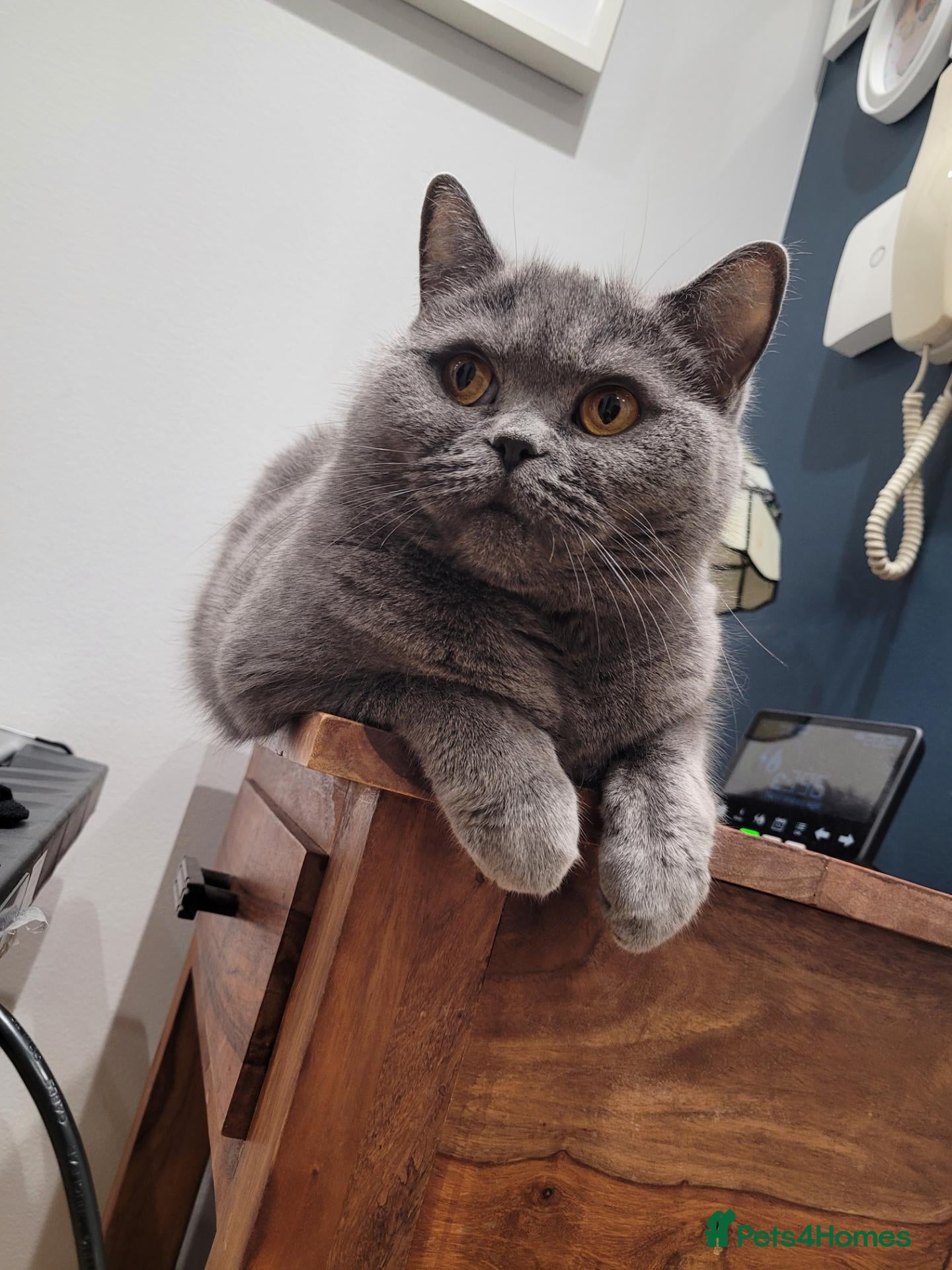 British Shorthair cats Lovely British shorthair kittens  - Advert 1