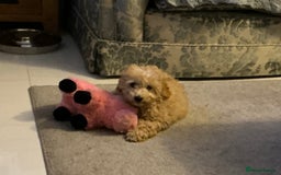 Mixed Breed dogs for sale: Toy/mini female poodle pup - Image 1