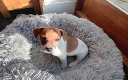 Jack Russell dogs for sale: Jack russell pup - Image 2