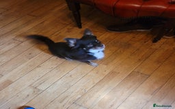 Chihuahua dogs for sale: Loyal and loving Chihuahua's for sale  - Image 2