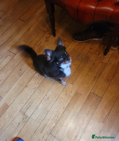 Chihuahua dogs - Advert 1