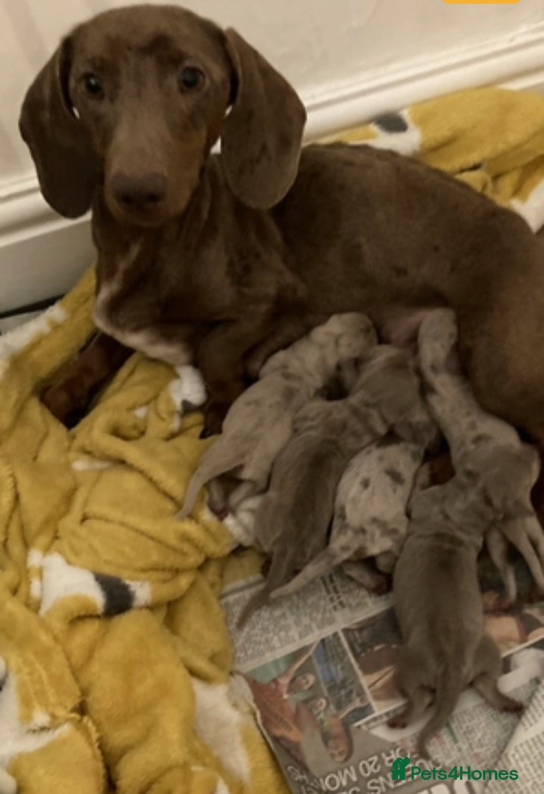 Miniature Dachshund dogs for stud: Isabella & Tan Miniature Daschund Stud - Image 13