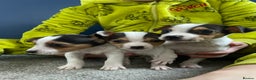 Jack Russell dogs for sale: READY NOW! OutstandingJack Russell puppies - Advert 7