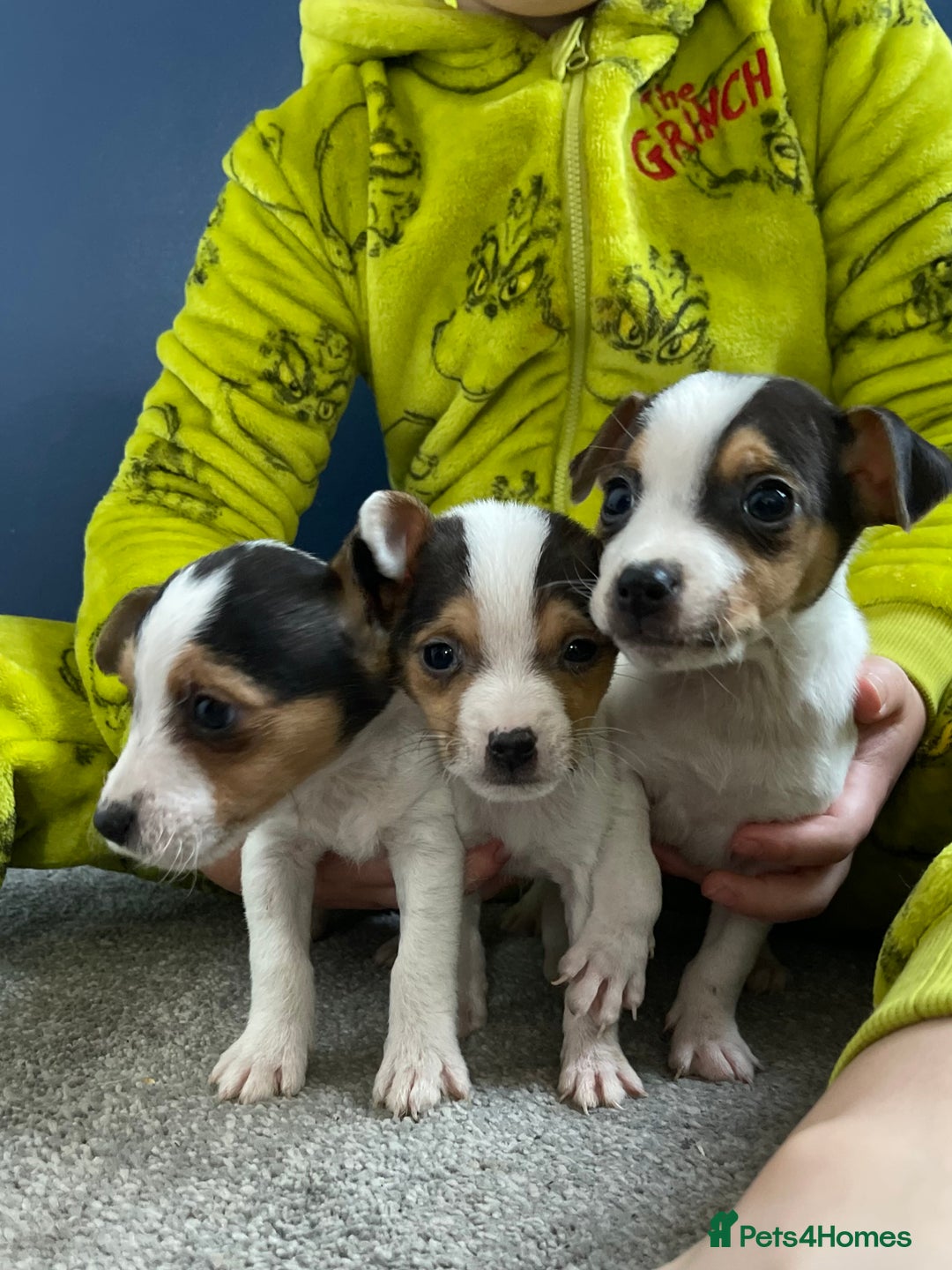 Jack Russell dogs for sale: READY NOW! OutstandingJack Russell puppies - Advert 7