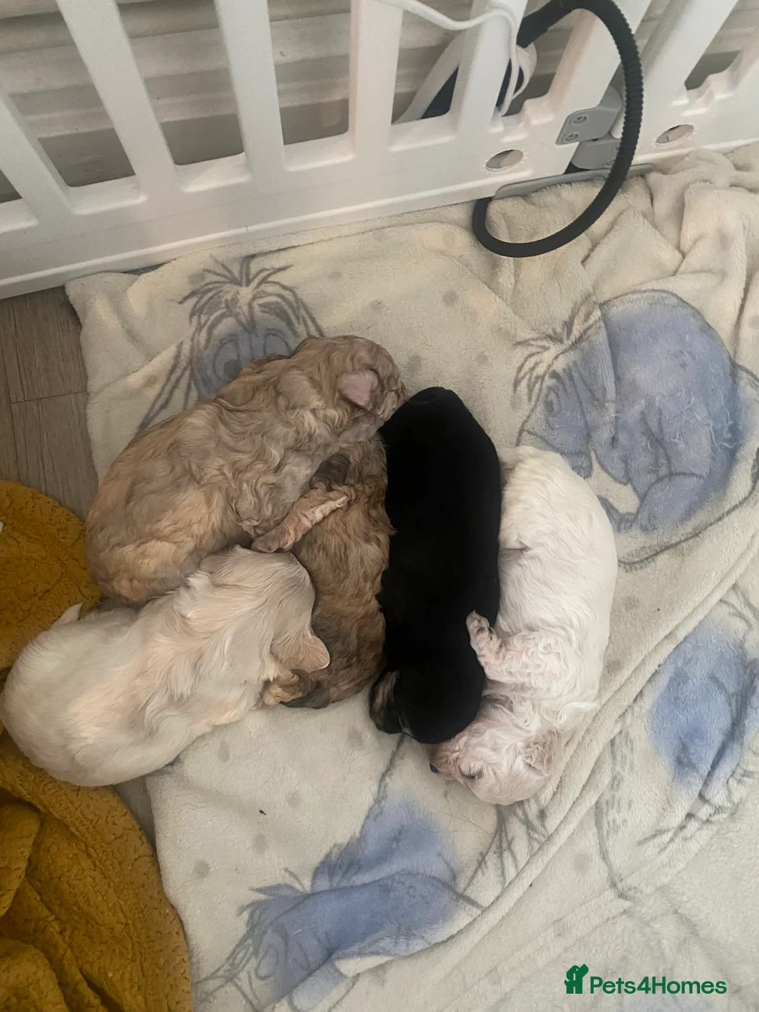 Maltipoo dogs for sale: Gorgeous Merle and phantom maltipoos  - Advert 22