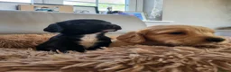 Cocker Spaniel dogs for sale: Kc reg cocker puppies  - Advert 8