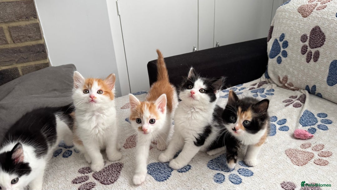 Domestic Shorthair cats for sale: Beautiful and adorable kittens for sale☺️ - Image 3