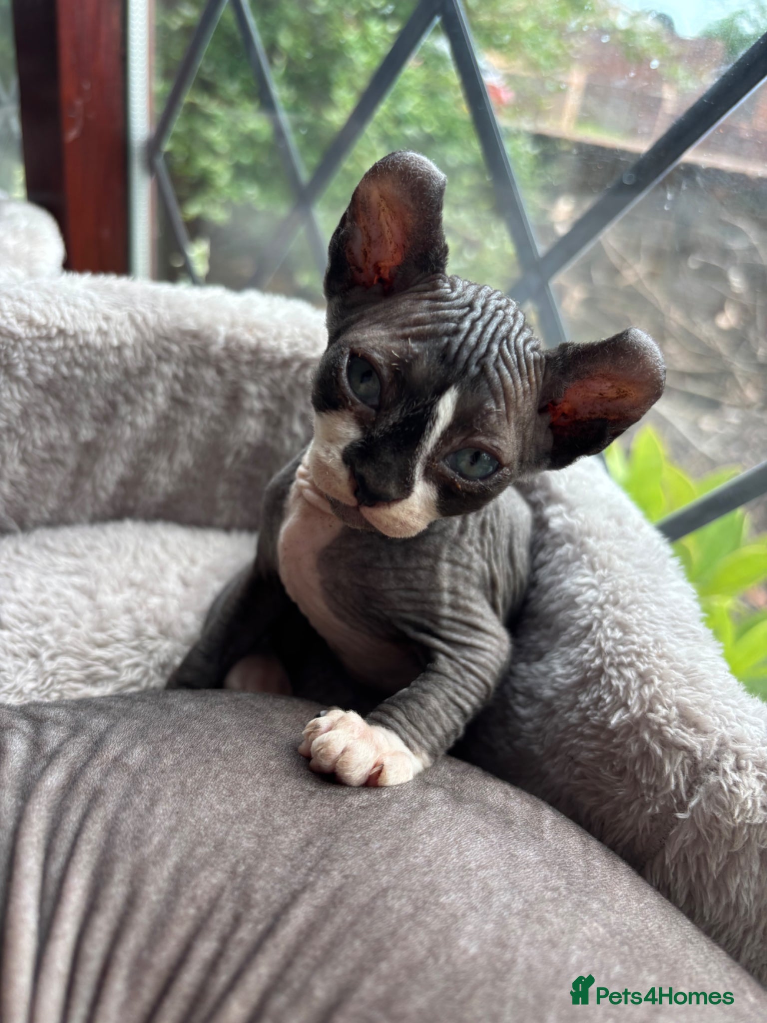 Sphynx cats 3 Sphynx kittens - Advert 1