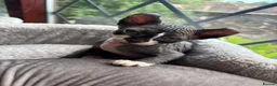 Sphynx cats for sale: 3 Sphynx kittens - Advert 1