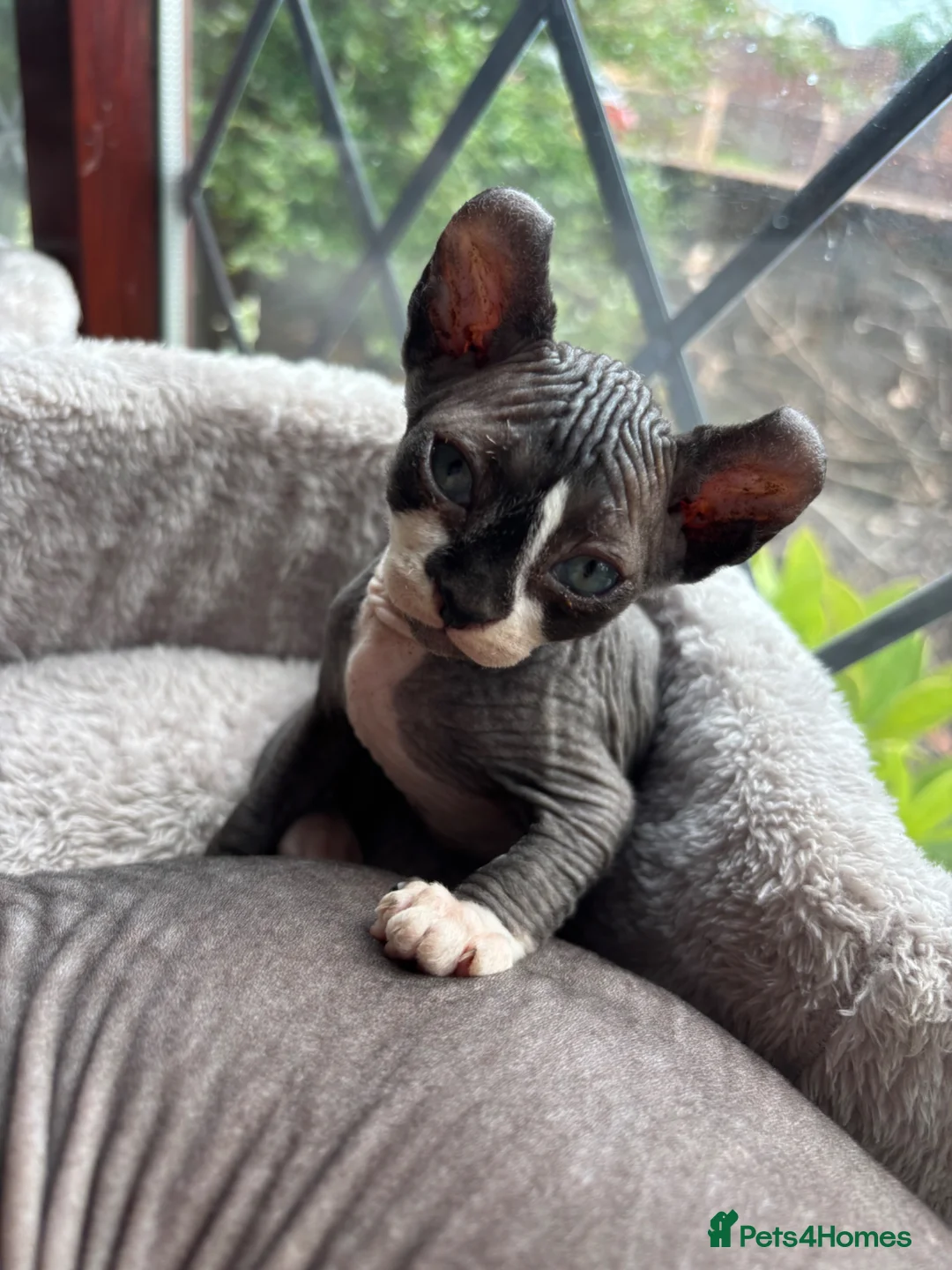 Sphynx cats for sale: 3 Sphynx kittens - Advert 1