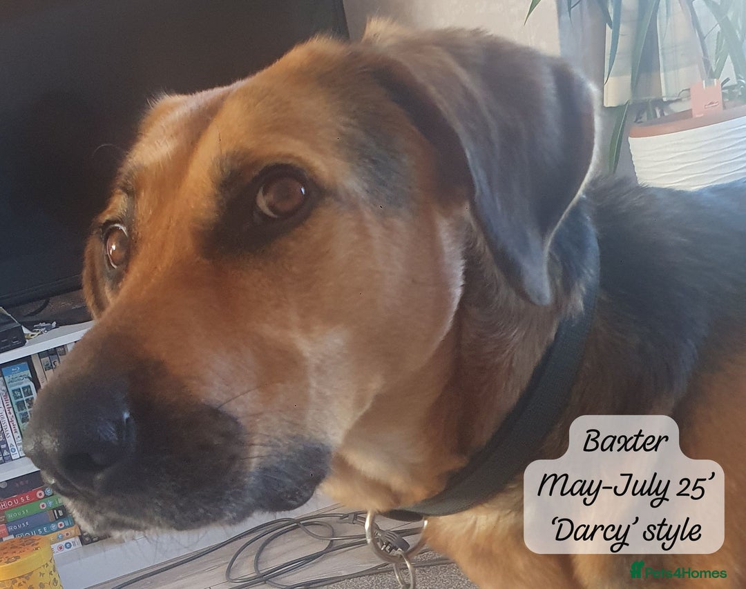 Mixed Breed dogs for adoption: Baxter, 5 yrs old boy. Available for adoption. - Image 21