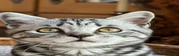 British Shorthair cats for sale: British shorthair Silver tabby  - Advert 2