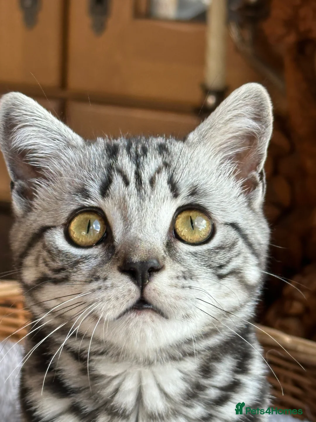 British Shorthair cats for sale: British shorthair Silver tabby  - Advert 2