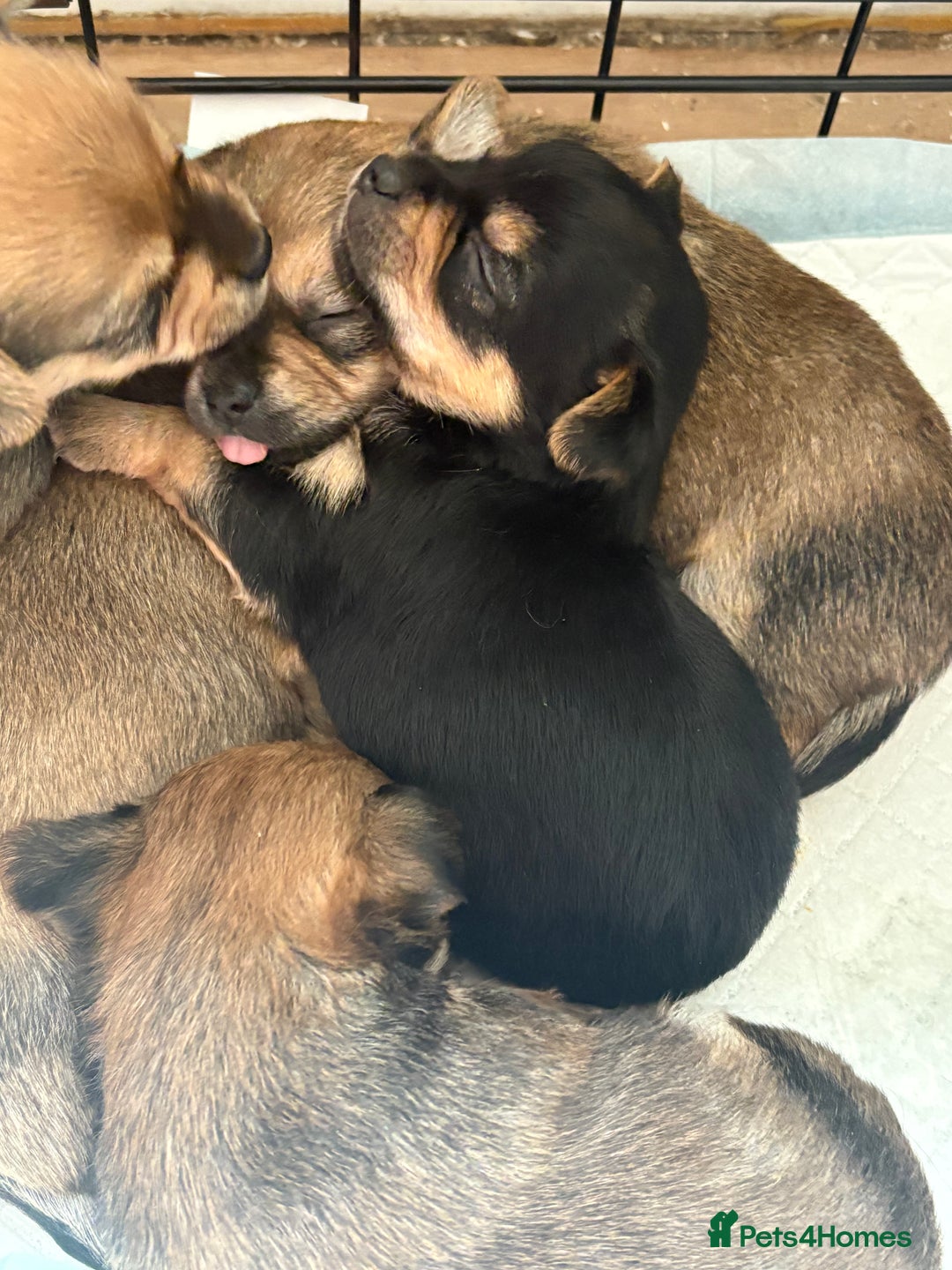 Chorkie dogs for sale: Chorkie puppies for sale  - Image 2