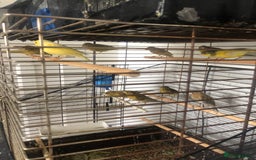 Canaries birds for sale: Young Canaries Nice Colours £30 each  - Image 7