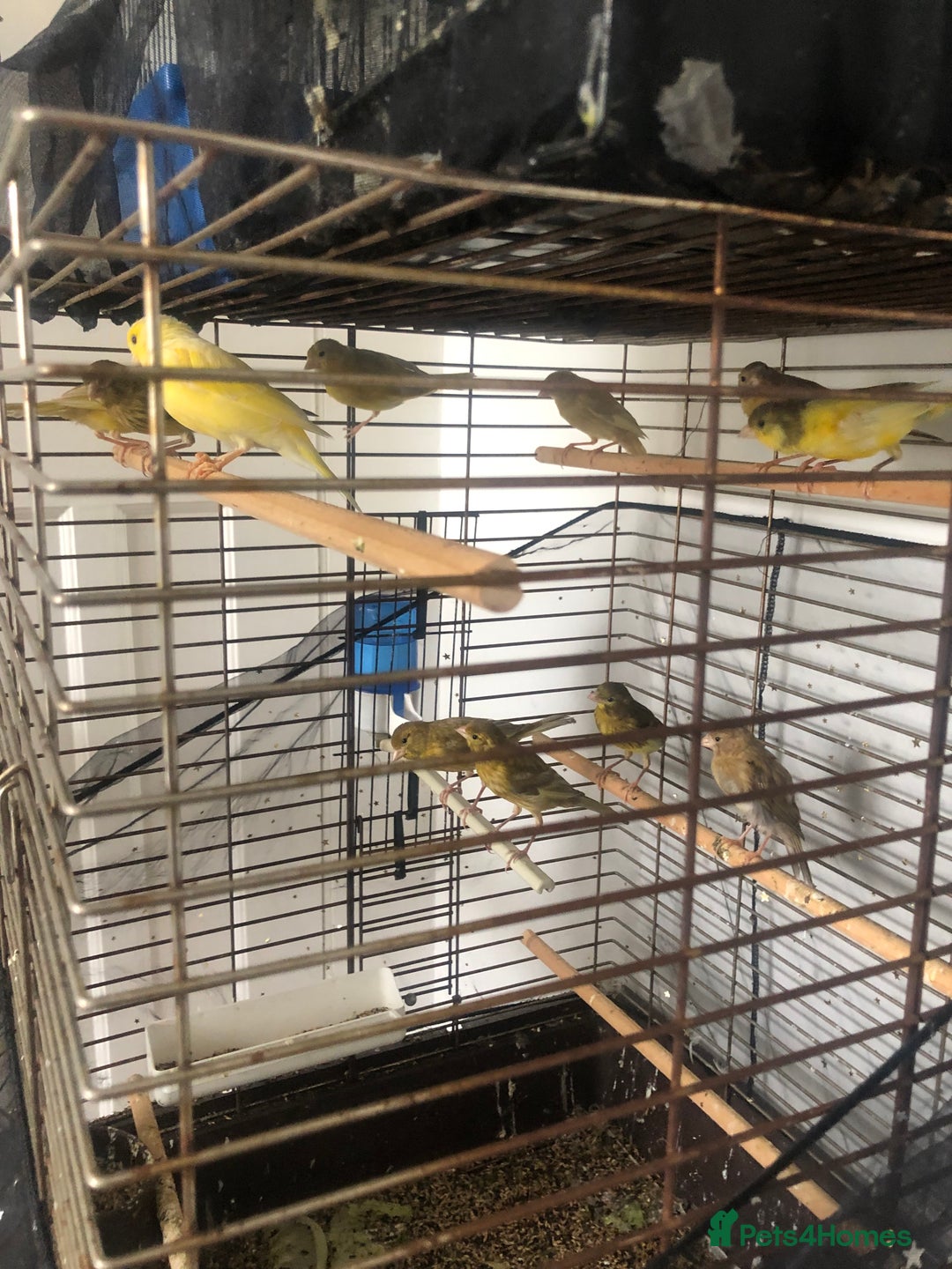 Canaries birds for sale: Young Canaries Nice Colours £30 each  - Image 7