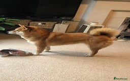 Japanese Shiba Inu dogs for sale: Retiring from Breeding - Loving Home Wanted - Image 4