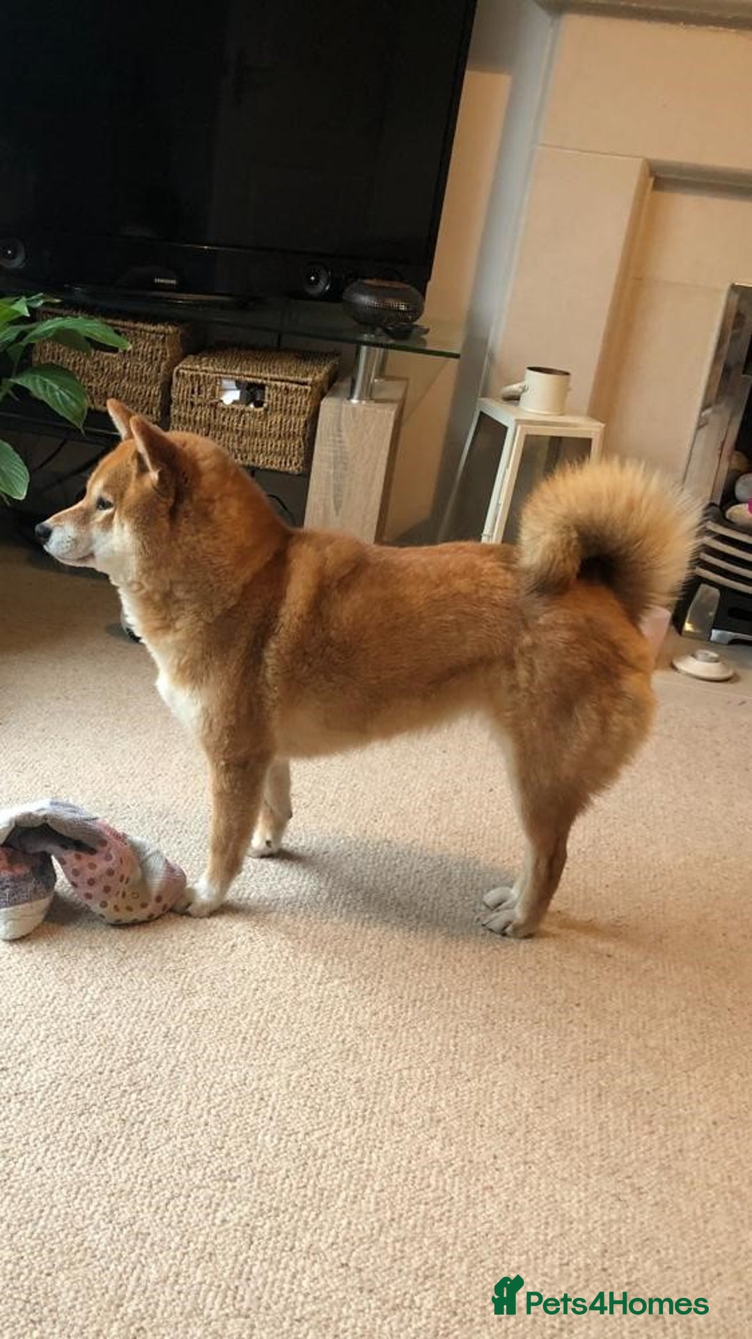 Japanese Shiba Inu dogs for sale: Retiring from Breeding - Loving Home Wanted - Image 4
