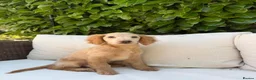 Cockapoo dogs for sale: F2b cockapoo puppies - Advert 3