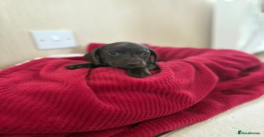 Miniature Dachshund dogs Kc registered smooth hair Miniature Dachshund’s - Advert 10