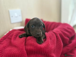 Miniature Dachshund dogs Kc registered smooth hair Miniature Dachshund’s - Advert 8