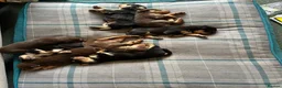 Australian Kelpie dogs for sale: Kelpie Pups for Sale - Advert 11
