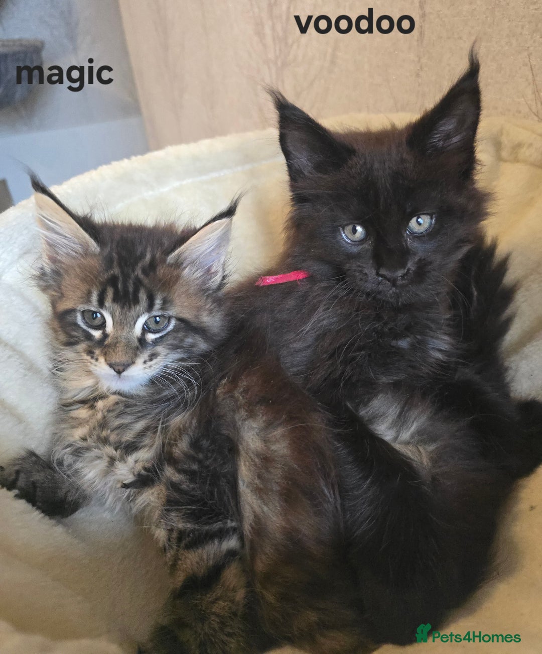 Maine Coon cats for sale: Maine Coon Kittens Polydactyl Russian line - Image 31