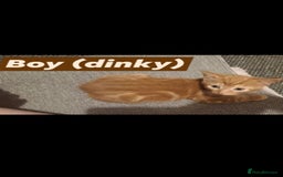 American Shorthair cats for sale: Rare Ginger Female Kittens for sale - Image 6