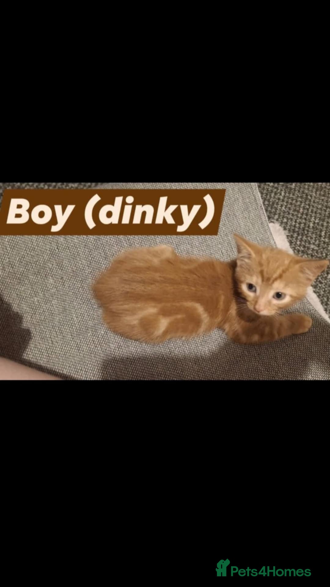 American Shorthair cats for sale: Rare Ginger Female Kittens for sale - Image 6
