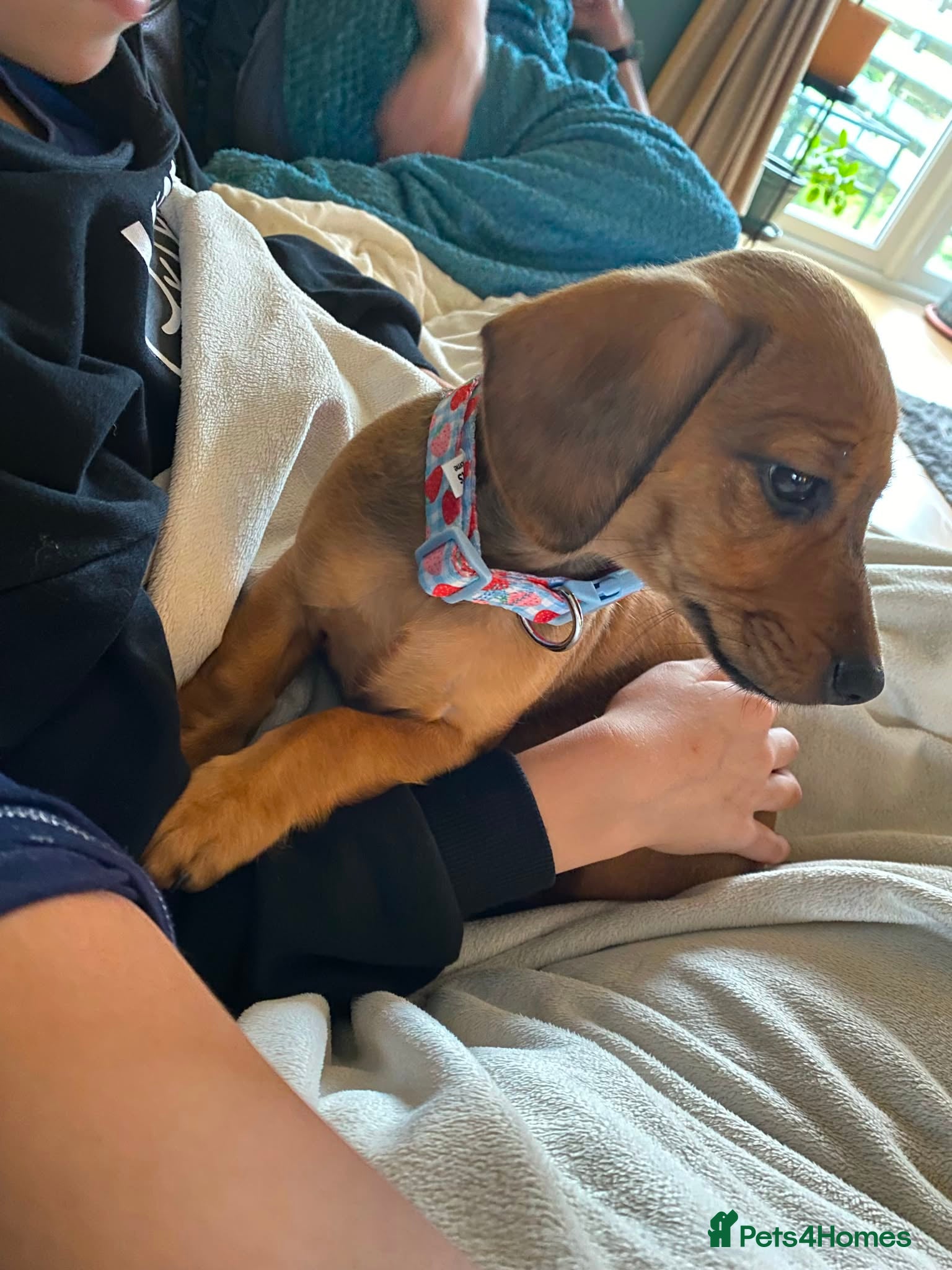 Mixed Breed dogs Beautiful Dachshund X Pup for Loving Forever Home - Advert 3