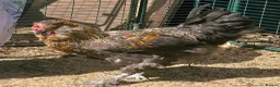 Chickens poultry for sale: Araucana x Silkie boy - Advert 9