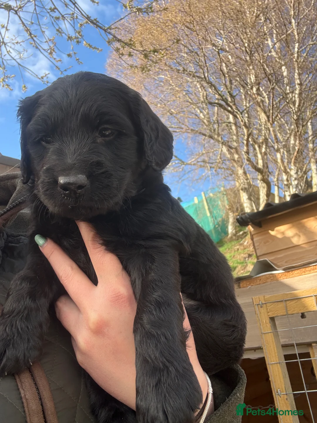 Mixed Breed dogs for sale: Labradoodles  - Advert 2