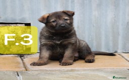 German Shepherd dogs for sale: TOP Quality German shepherd puppies  - Image 4
