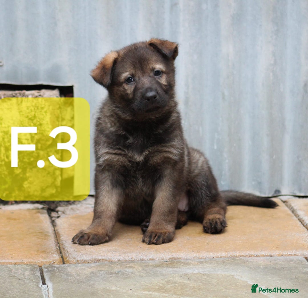 German Shepherd dogs for sale: TOP Quality German shepherd puppies  - Image 4