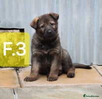 German Shepherd dogs - Advert 9