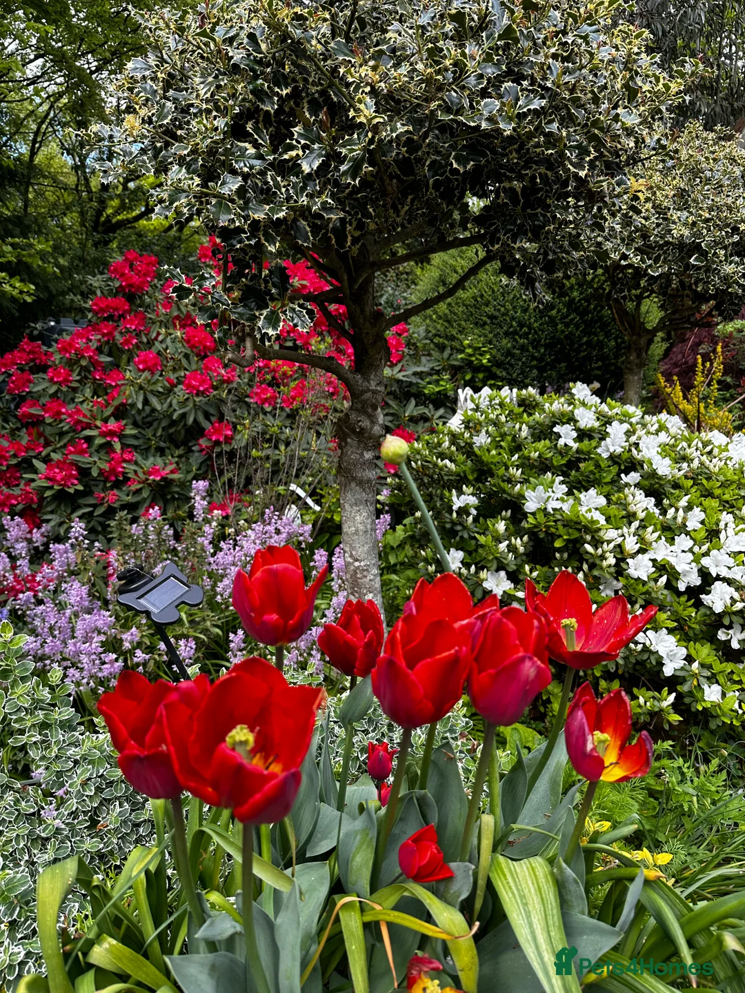 Chickens poultry for sale: Chicks, chickens and hatching eggs - Advert 4