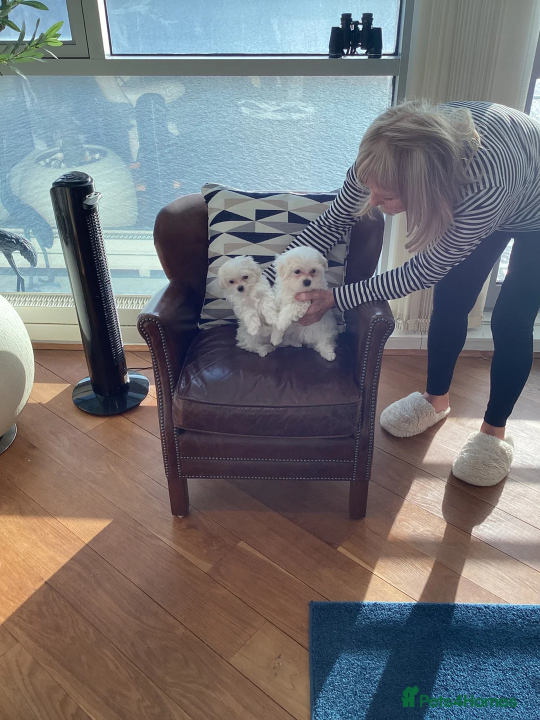 Maltese dogs for sale: Thoroughbred Maltese - Advert 5