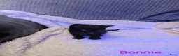 Mixed Breed cats for sale: Six adorable and sweet natured kittens in Kilmarnock - Advert 7